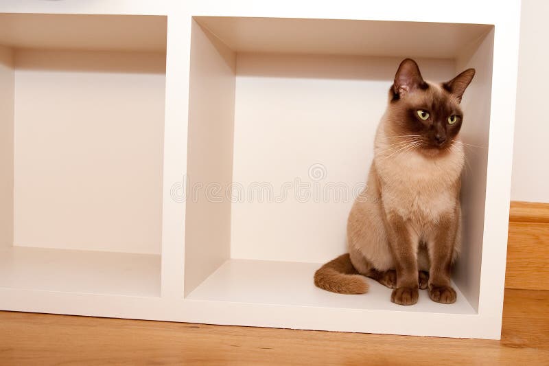 Cat in a box royalty free stock photo Cat in a box royalty free stock photo