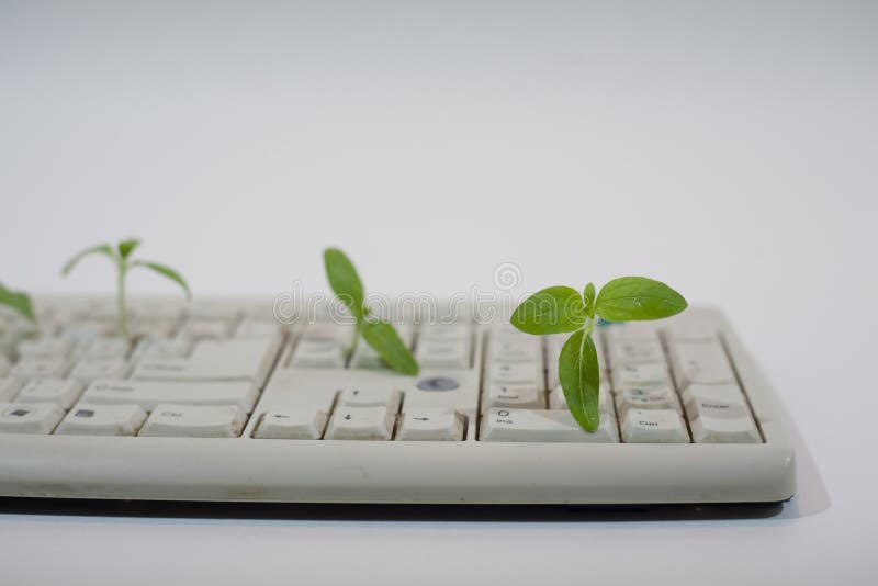 Cat in a Box, Cardboard Box and Kitty, Stock Image Image of adorable