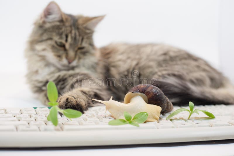 Cat in a Box, Cardboard Box and Kitty, Stock Image Image of playful