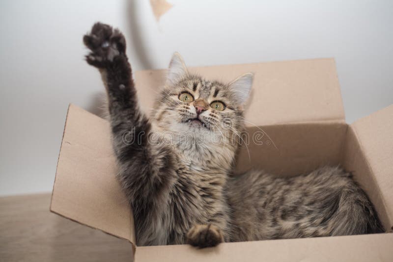 Cat in a Box, Cardboard Box and Kitty, Stock Photo Image of small