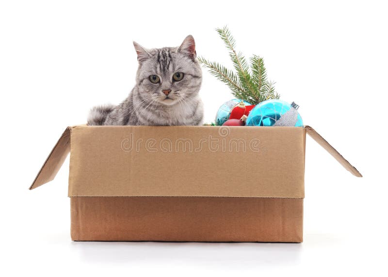 Cat in a Box with Christmas Decorations. Stock Image Image of