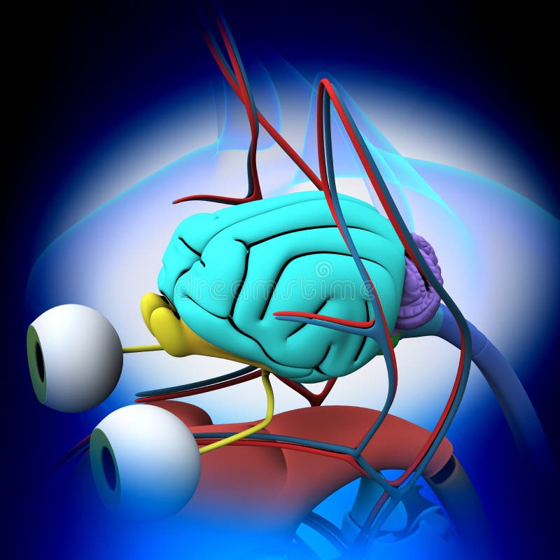Cat Brain Anatomy Anatomia De Cat Brain Ilustração Stock Ilustração