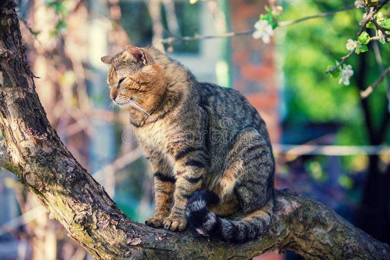 Cat on a Branch of an Apple Tree Stock Image Image of domestic