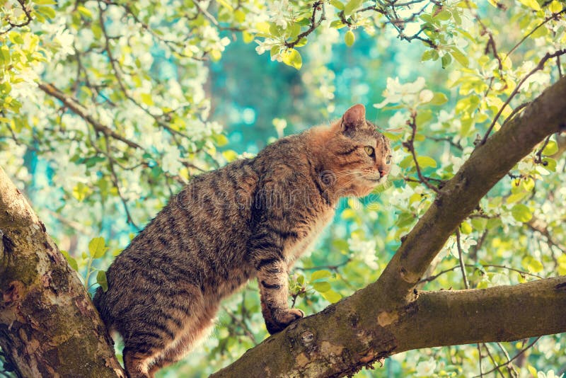 Cat on a Branch of an Apple Tree Stock Photo Image of domestic, dream