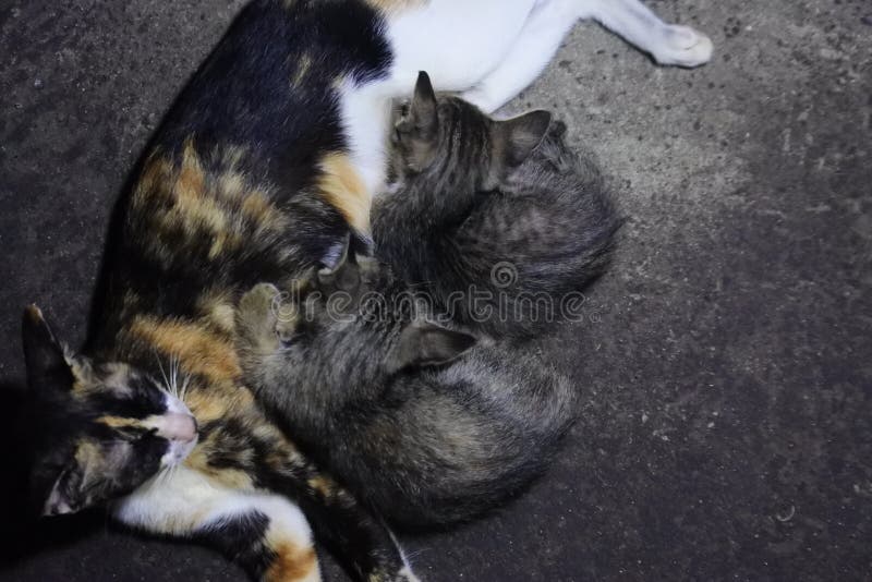Cat Breastfeeding Her Kittens. Mother Cat Suckles Her Kittens while