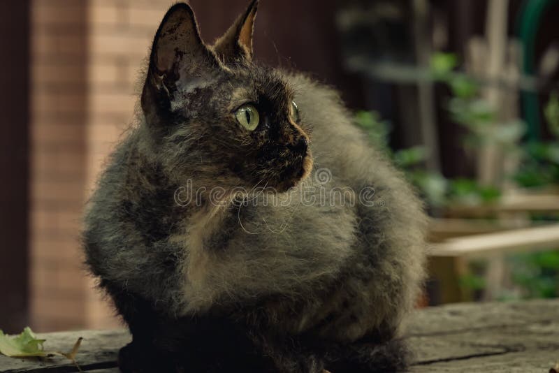 Cat breed Cornish Rex, color turtles sitting and watching...