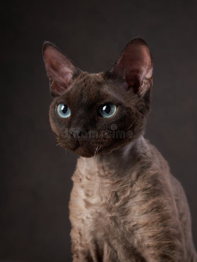 Shop devon rex chocolate Cheap Sale