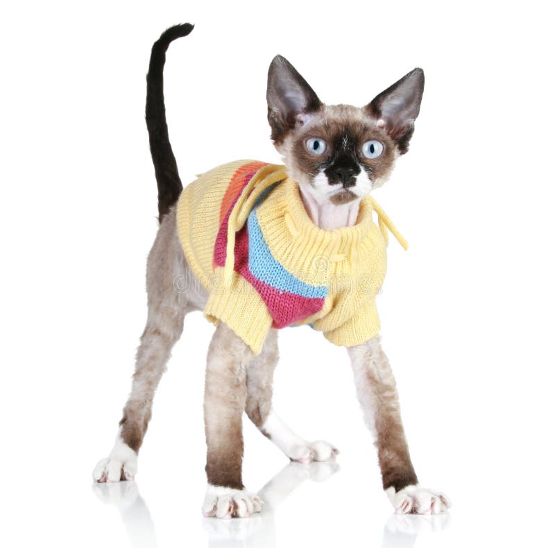 devon rex sweater