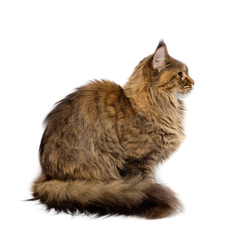 Cat Breed Maine Coon. Portrait in Profile Stock Photo Image of fluffy, maine 36218830