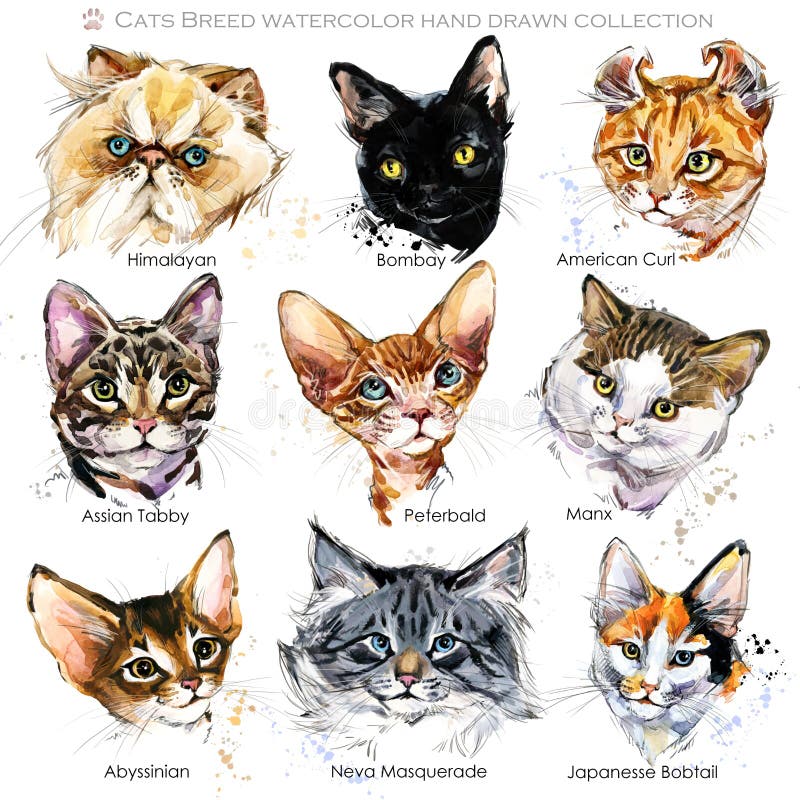 Cat Breeds-reeks Leuke huisdierenaffiche Het gezichtsinzameling van de kat stock illustratie Cat Breeds-reeks Leuke huisdierenaffiche Het gezichtsinzameling van de kat stock illustratie