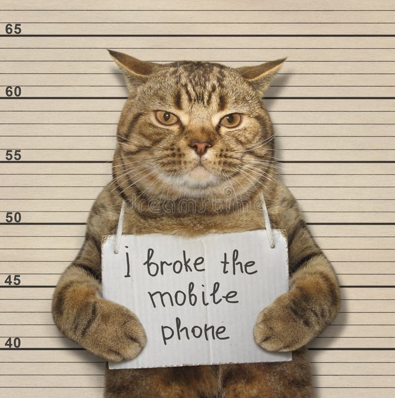 The Beige Cat With A Placard On His Neck That Says Bad Cat Is In The  Prison. Black Lineup Background. Stock Photo, Picture and Royalty Free  Image. Image 139978854.