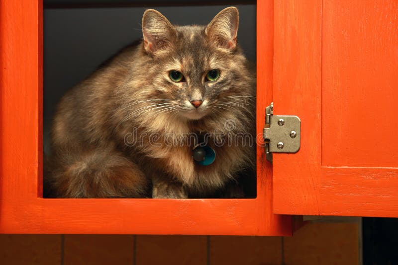 Cat in the stock image. Image of animal, cupboard 7219337