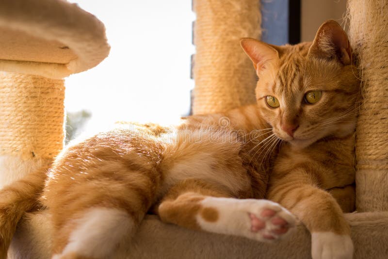 Cat Cafe Tabby Relaxing In sol arkivfoto Cat Cafe Tabby Relaxing In sol arkivfoto
