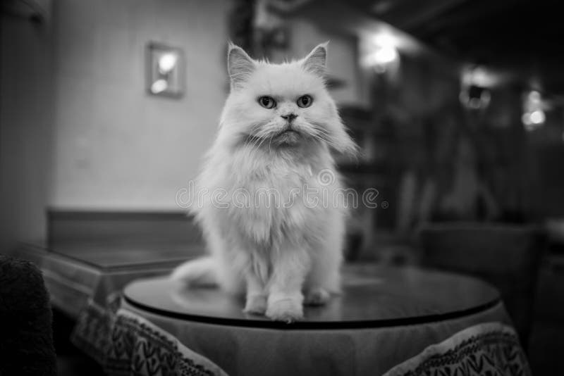 Cat in Cat Cafe in Taipei, Taiwan. Stock Photo Image of table, furry