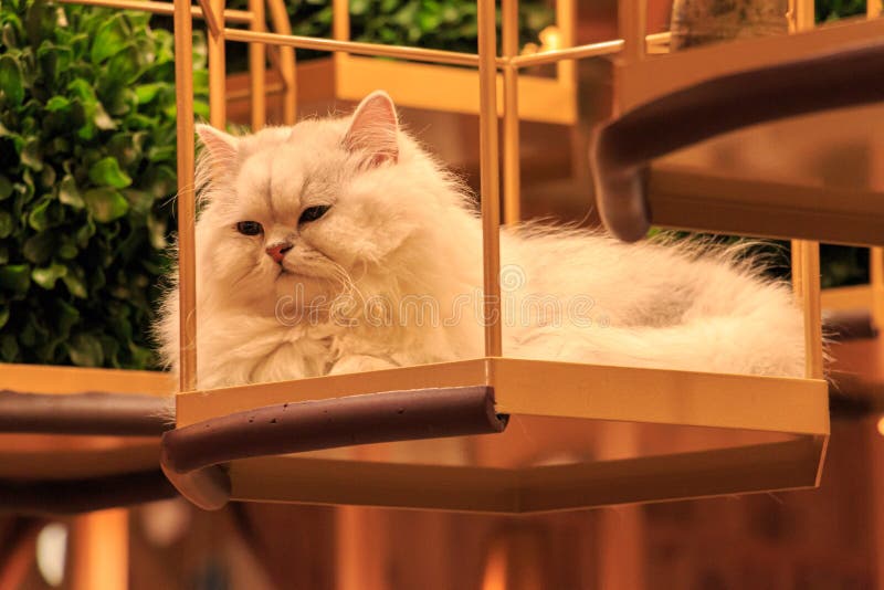 Cute angry cat haha - didn't move from top shelf - can't touch cats up  there – Foto de Cat Cafe Hapineko, Shibuya - Tripadvisor
