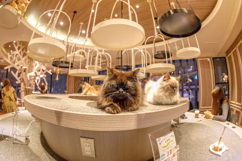 Cat Cafe Tokyo