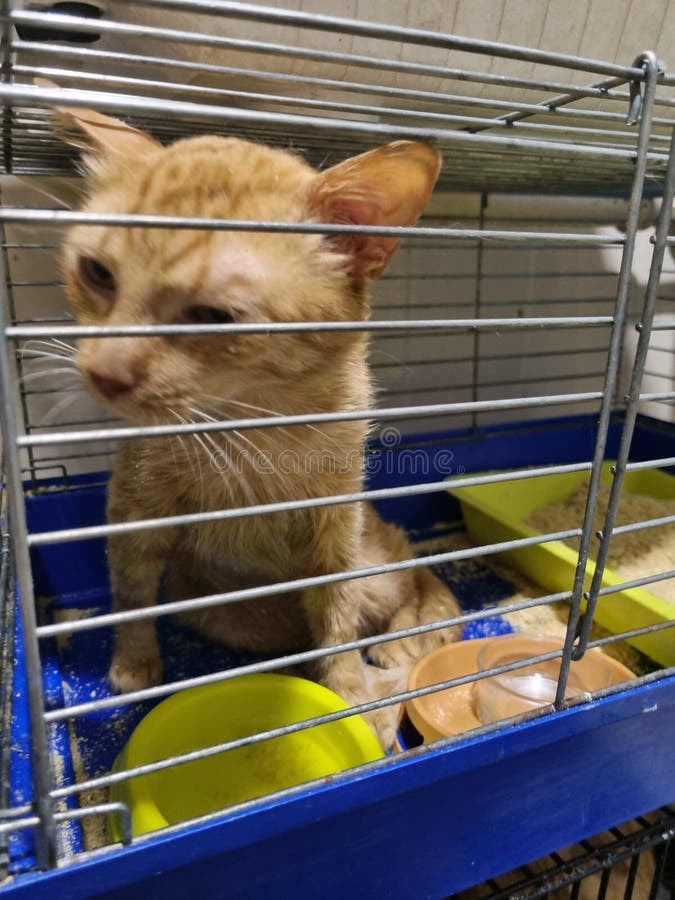 Cat in a Cage in an Animal Shelter Stock Image Image of hope