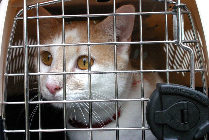 Una immagine di un tan e bianco gatto in una gabbia vettore con una paura sguardo sul suo volto.