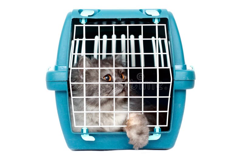 Cat In Cage Carrier Stock Photography Image 8681582