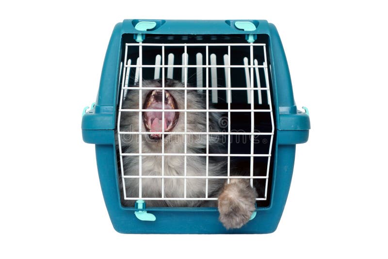 Cat in cage carrier stock photo. Image of container, cute 8681582
