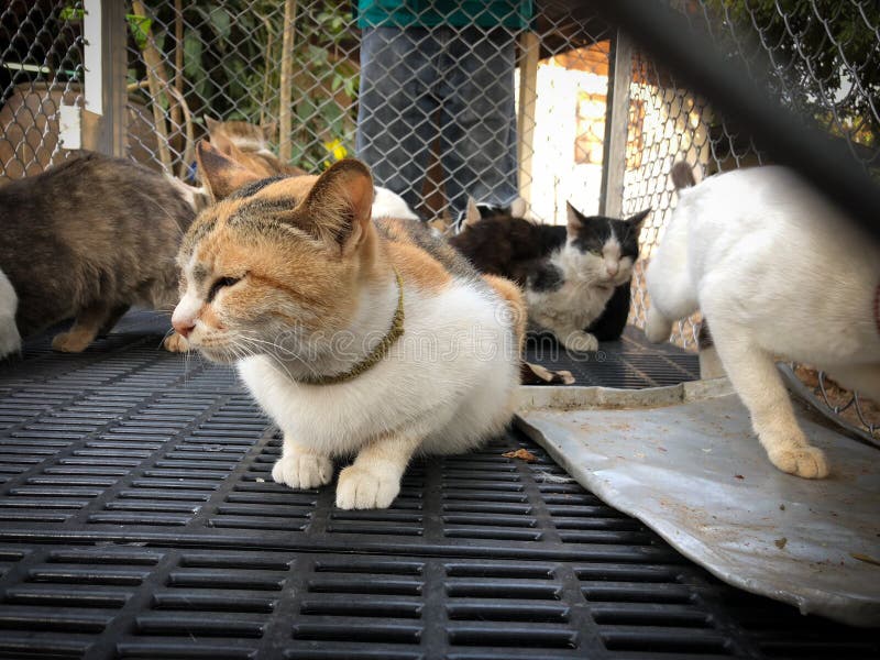 Cat in cage sleeping stock photo. Image of eyes, adoption 109671456