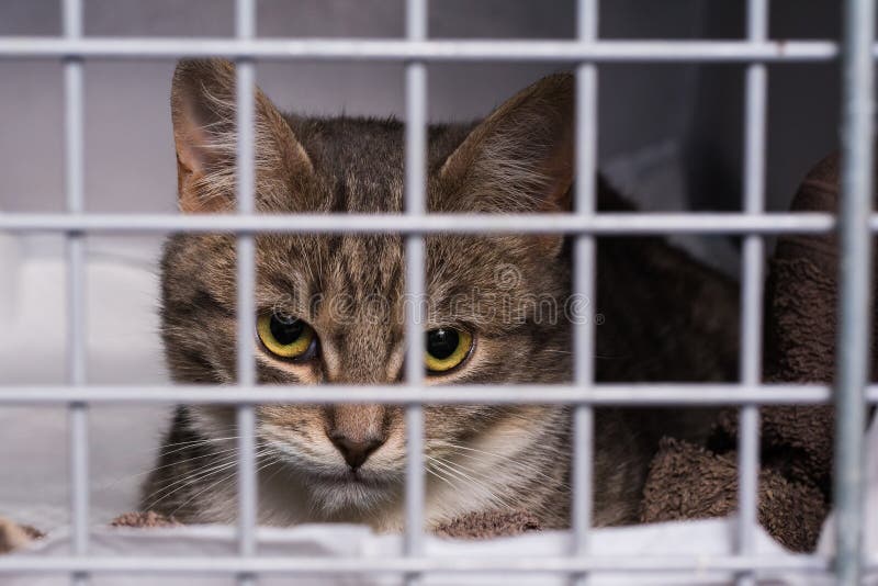 Cat in the Cage at the Veterinary Clinic Stock Image Image of cage