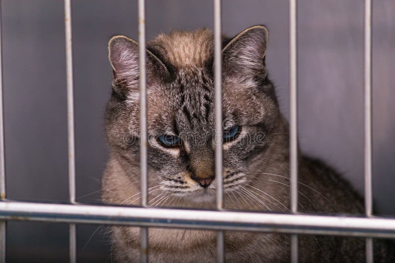 Cat in Cage at the Veterinary Clinic Stock Image Image of feline