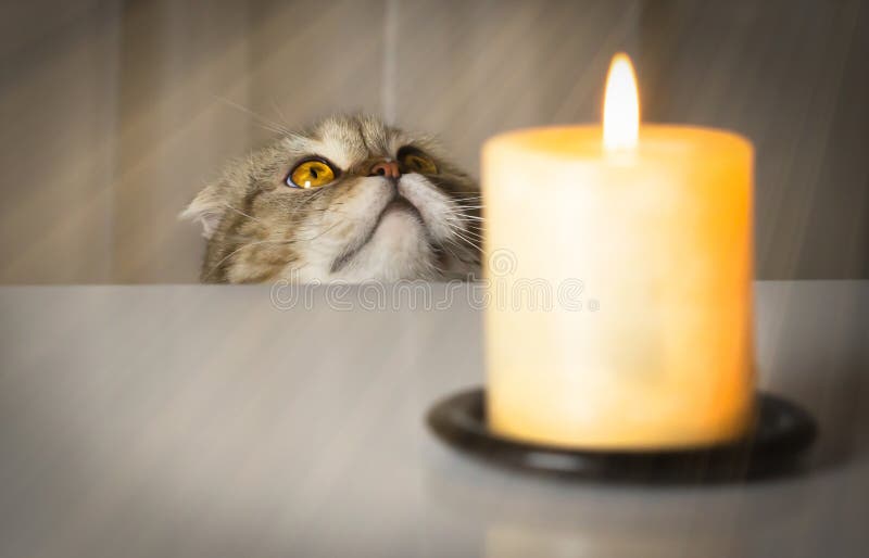 280 Cat Prayer Stock Photos Free & RoyaltyFree Stock Photos from