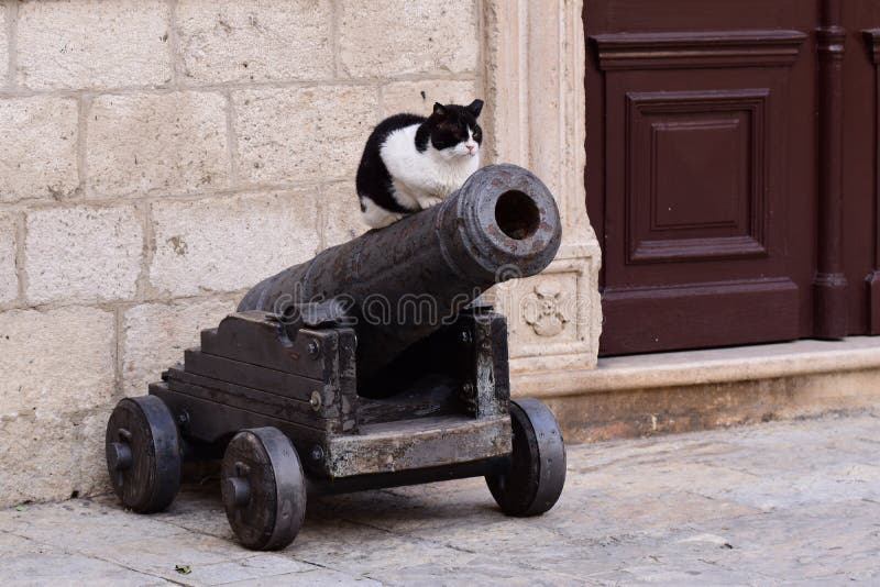 Kitten Cannon Kitten Cannon