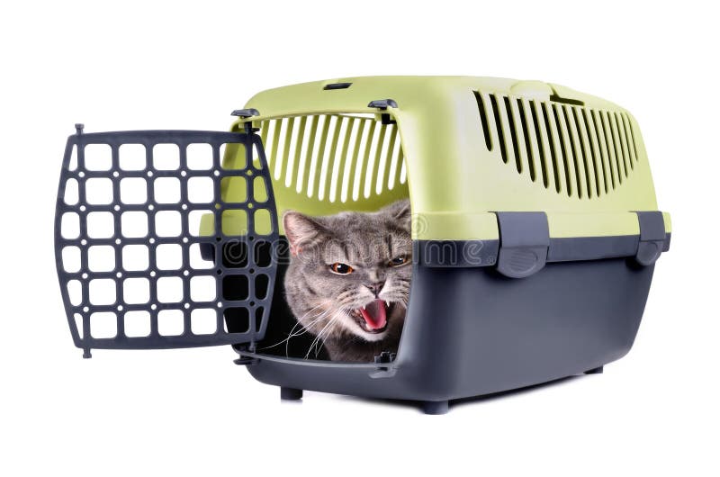 getting cat into carrier