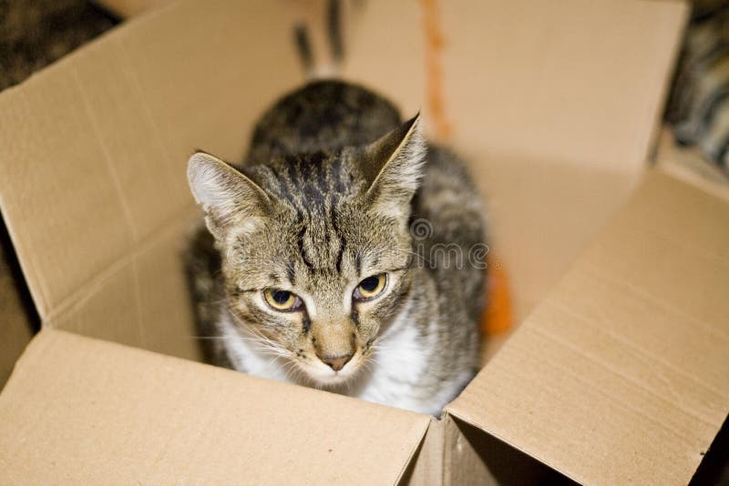 Cat in carton box