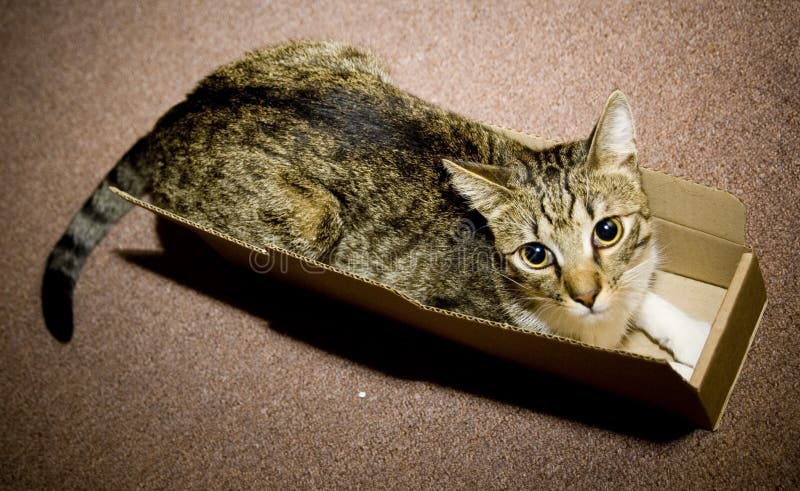 Cat in carton box