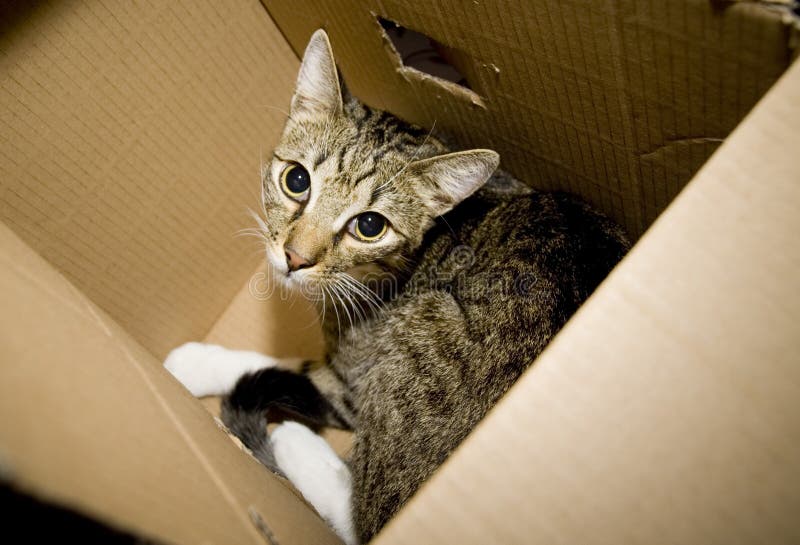 Cat in carton box