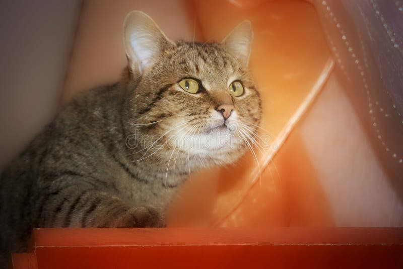 The Cat Cautiously Creeps Up To the Bird Stock Image Image of anfisa