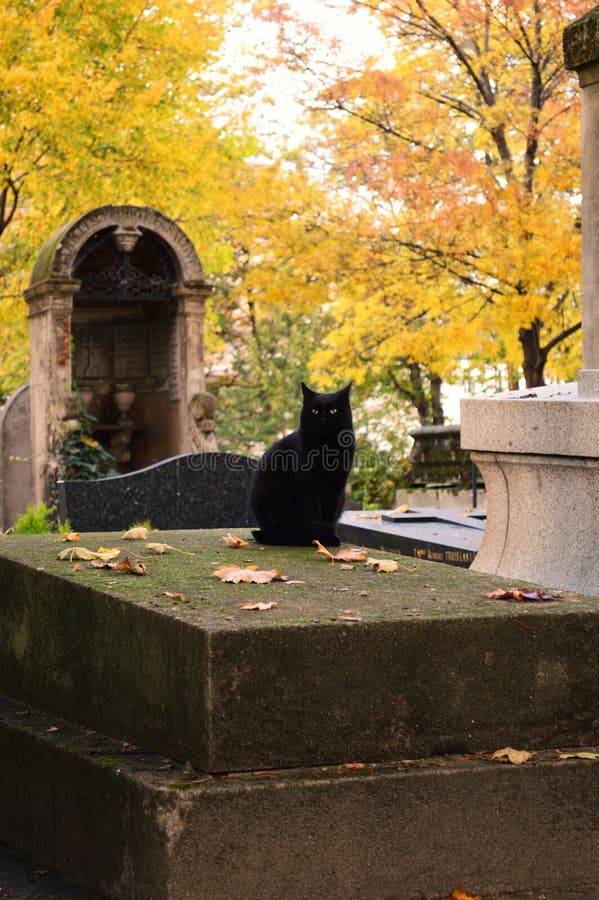 Cat cemetery stock image. Image of exterior, autumn, leaf 48170191