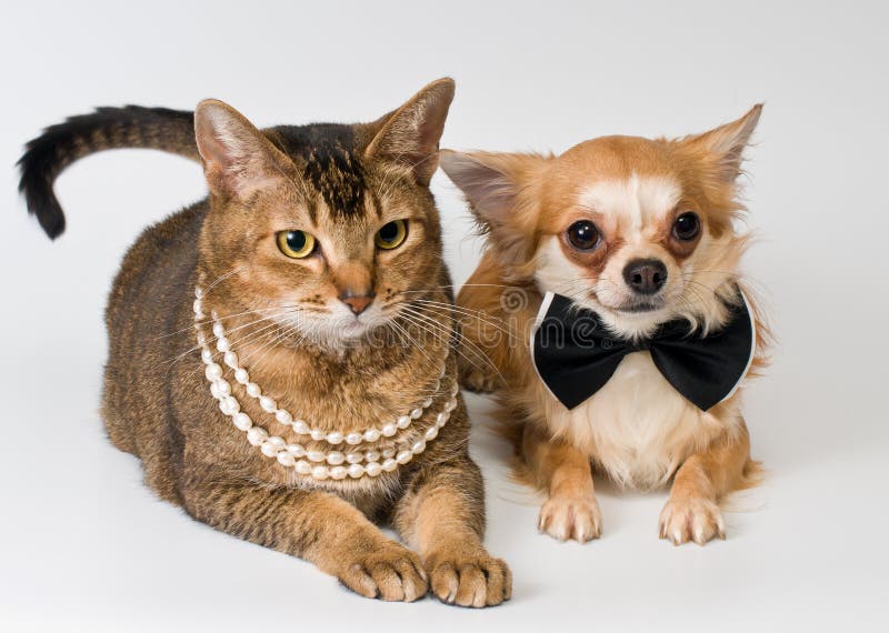 Cat and chihuahua in studio royalty free stock images