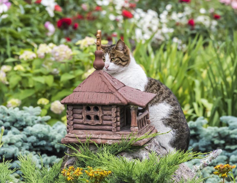 Cat chooses a new home royalty free stock photography Cat chooses a new home royalty free stock photography