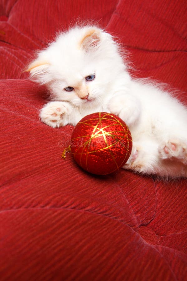 Cat with Christmas ball