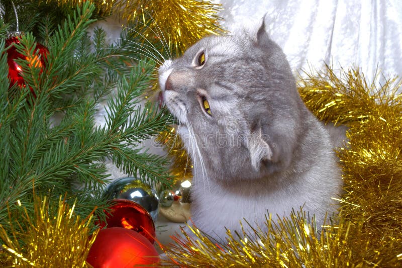 cat christmas fur tree στοκ φωτογραφίες cat christmas fur tree στοκ φωτογραφίες