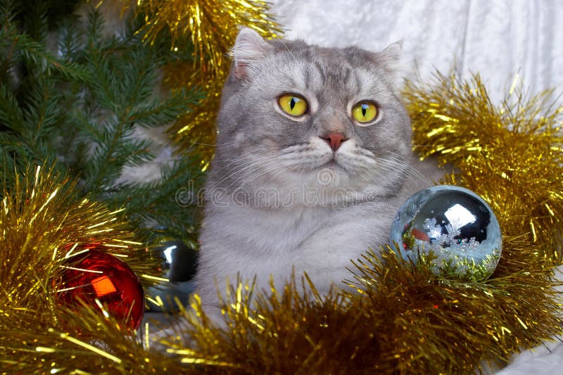 cat christmas fur tree στοκ φωτογραφίες με δικαίωμα ελεύθερης χρήσης cat christmas fur tree στοκ φωτογραφίες με δικαίωμα ελεύθερης χρήσης