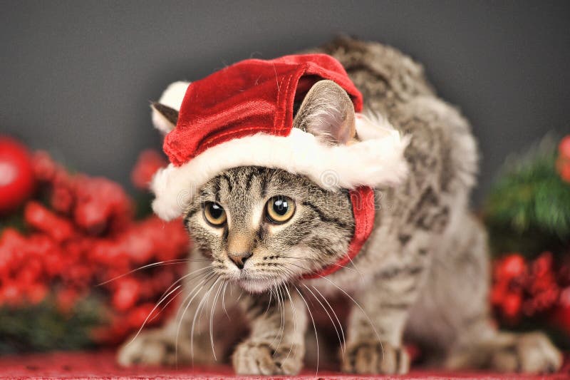 Cat in Christmas hat stock photo. Image of green, decorations 34778436