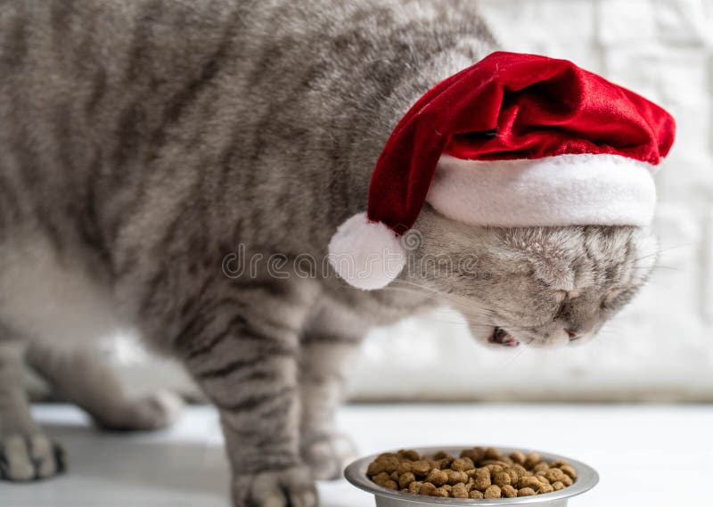 Cat in a christmas hat eating on a light white background.