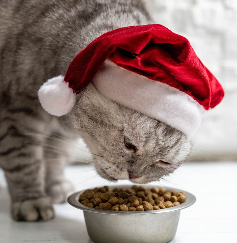 Cat in a christmas hat eating on a light white background.