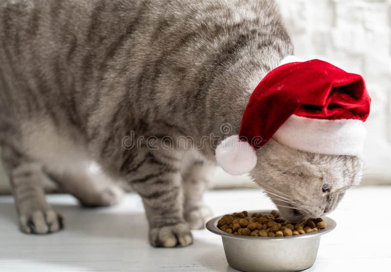 Cat in a christmas hat eating on a light white background.