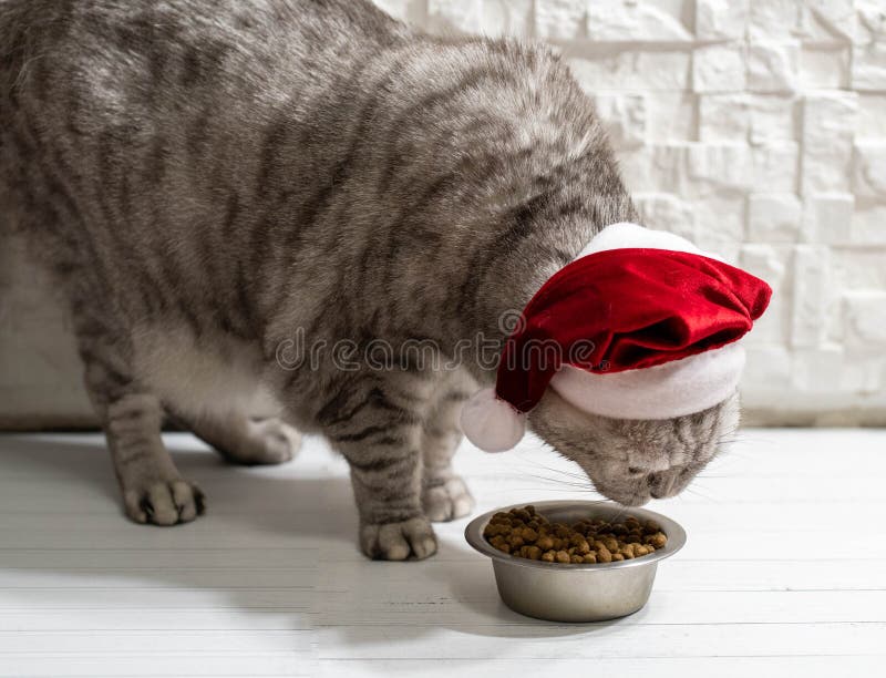 Cat in a christmas hat eating on a light white background.