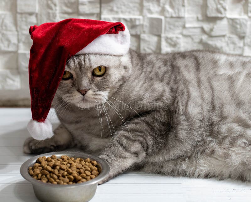 Cat in a christmas hat eating on a light white background.