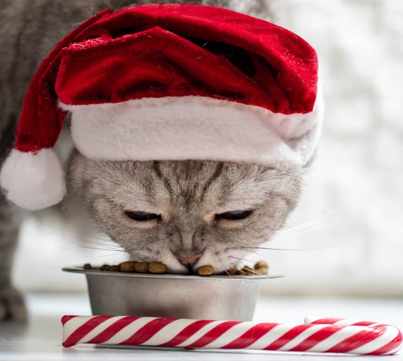 Cat in a christmas hat eating on a light white background.