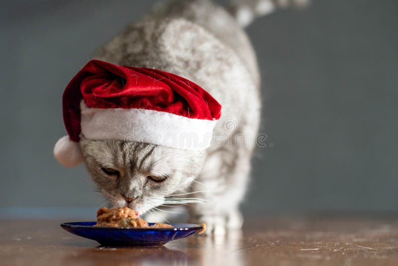 cat in christmas hat eating on perfect gray background.