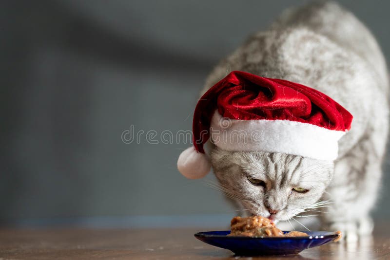 cat in christmas hat eating on perfect gray background.