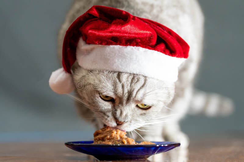 cat in christmas hat eating on perfect gray background.